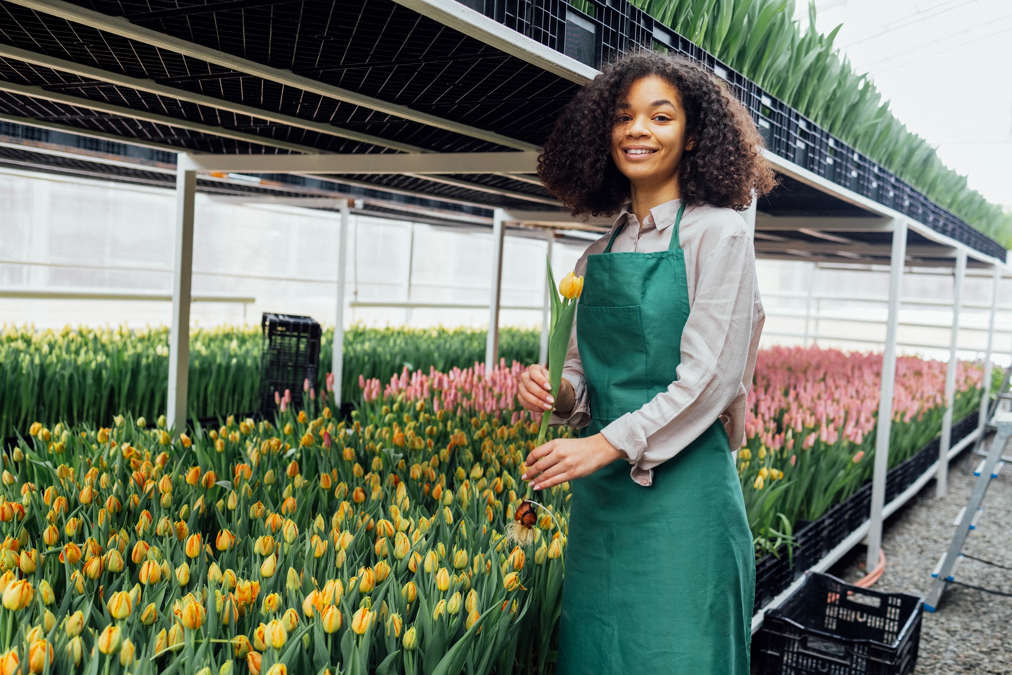 Female hands of african girl in green apron holding tulip against the backdrop of greenhouse